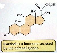 Children with attention deficit hyperactivity disorder (ADHD) have lower diurnal cortisol levels than non-ADHD comparison subjects. . Does adderall increase cortisol